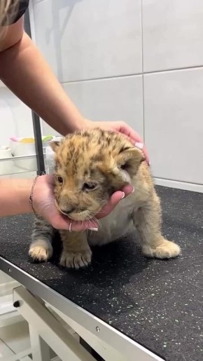 � �����-���������� ���� ������� ������������� �������