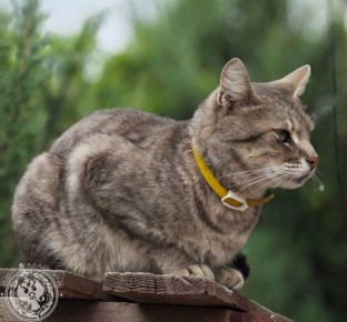 ��� ������: ������� ������ �������