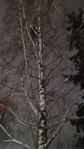 � ������� ����-�������� ������ �����, ��� ��� ����������� �� ������ ���� � �����