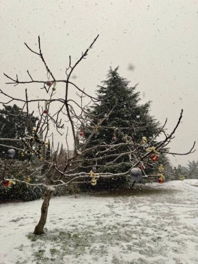 Олег Царёв: А я к Новому Году наряжаю инжир игрушками
