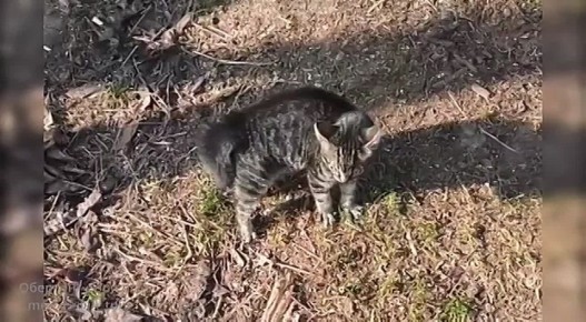 ��� ������: ���ڨ�!. ����������� ���������� ���������� ���, ��������, �� ������������ ���������� � ���������� ���������