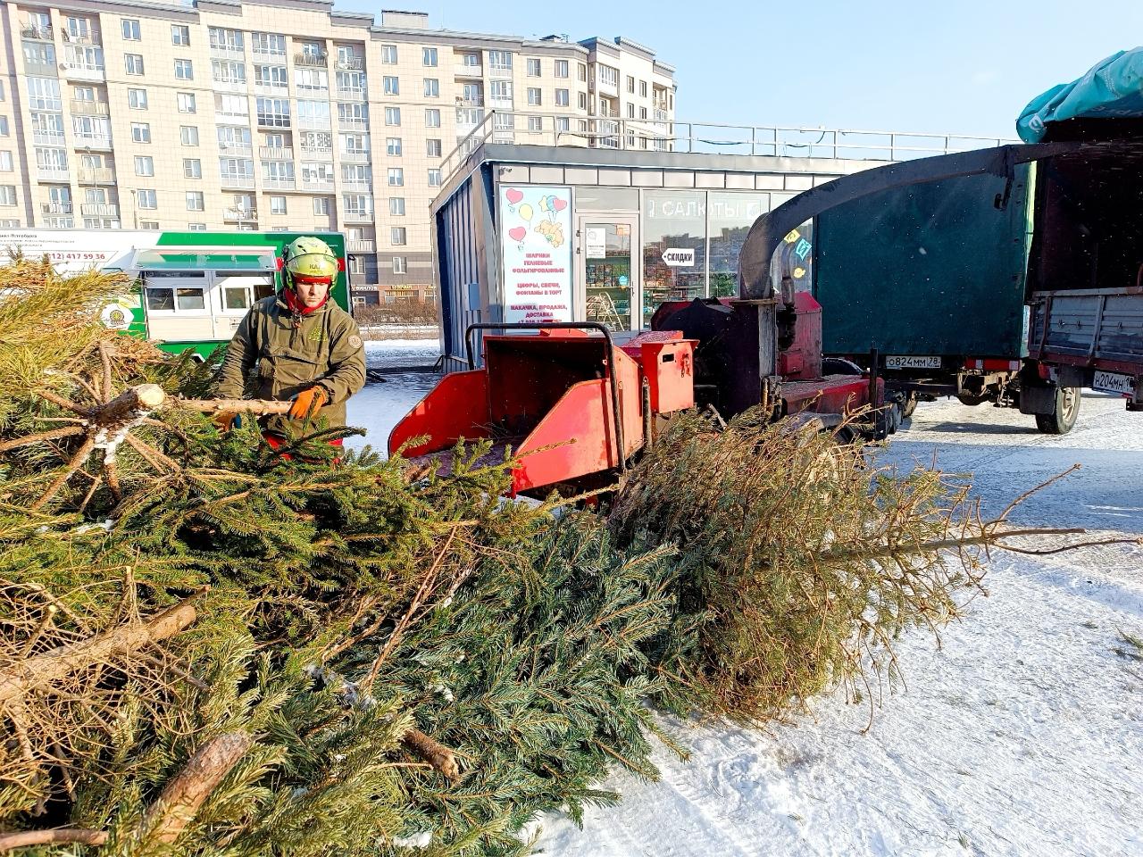 Жители Ленобласти смогут сдать новогоднюю елку на переработку