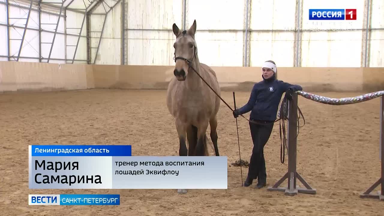 Коневладельцы массово начали обучать своих "питомцев" этикету