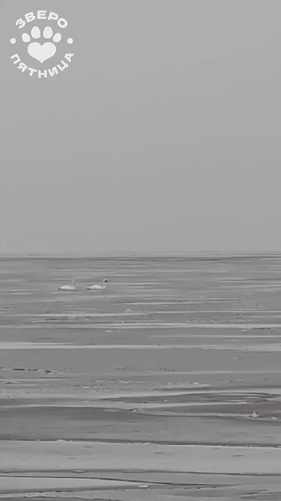 Двух лебедей встретили в районе поселка Озерки