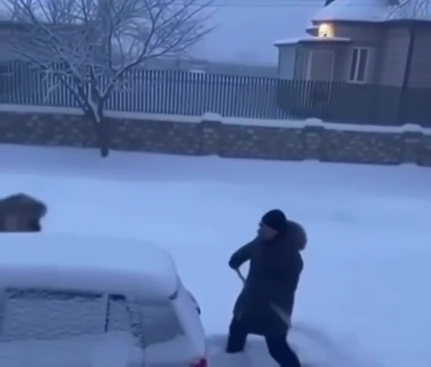 Олег Царёв: Приморье охватила паника после этого видео: тут амурский тигр «нападает» на человека в Лухегорске