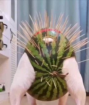 ������ ����������: ������ ������ �� ��������� �������