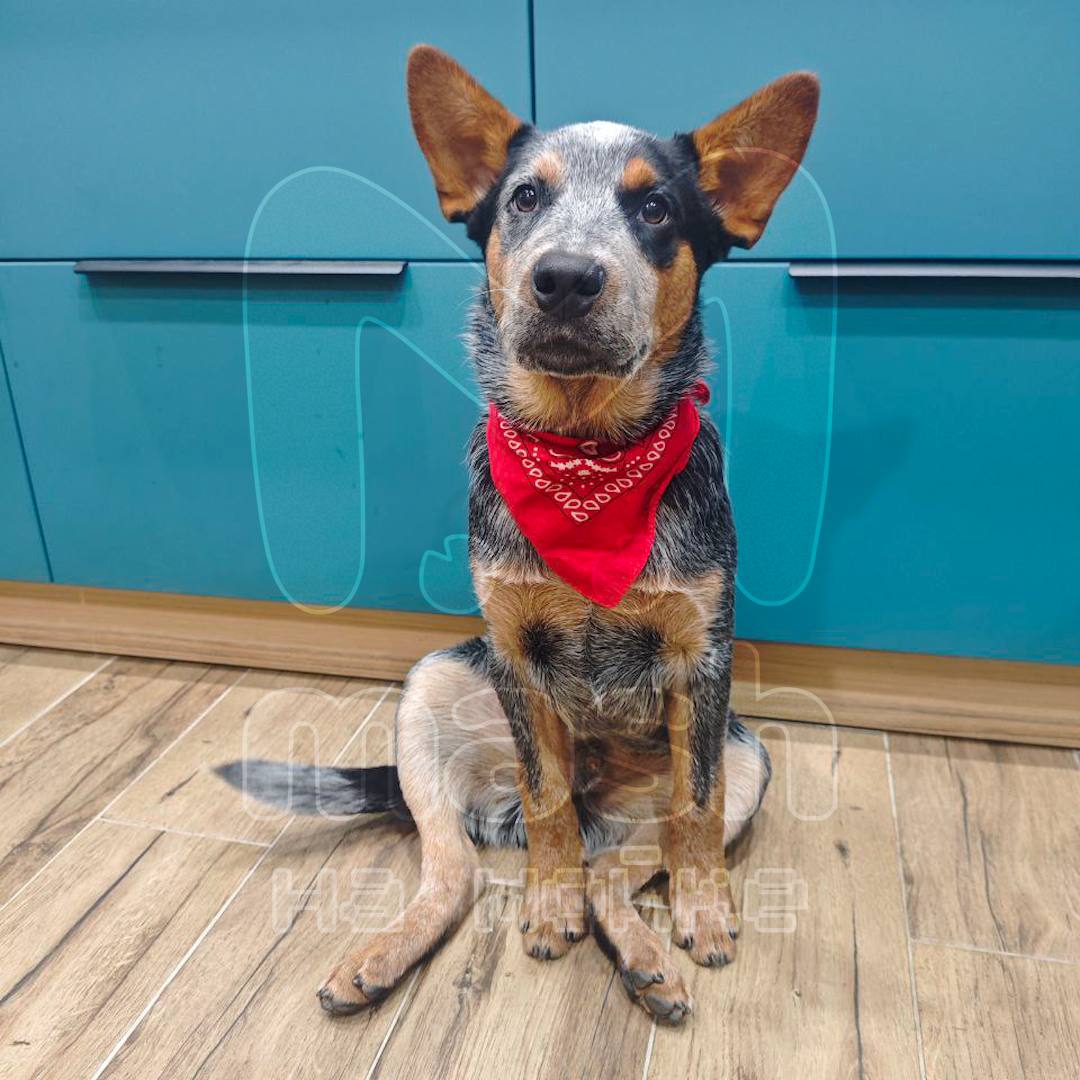 Все девять дней нового года хозяева ищут щенка Вальдеса — ночью 31 декабря малыш испугался громких фейерверков и убежал в районе улицы Верности