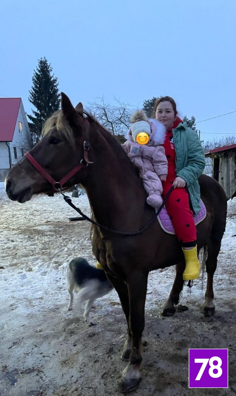 Ударившая ребенка лошадь принадлежит матери девочки