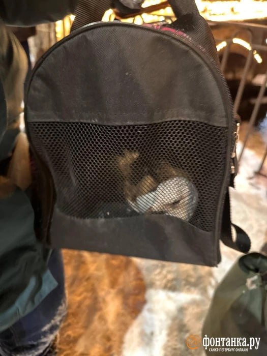 Чайку с переломанным крылом спасли со льда Фонтанки накануне Чайку с переломанным крылом спасли со льда Фонтанки накануне