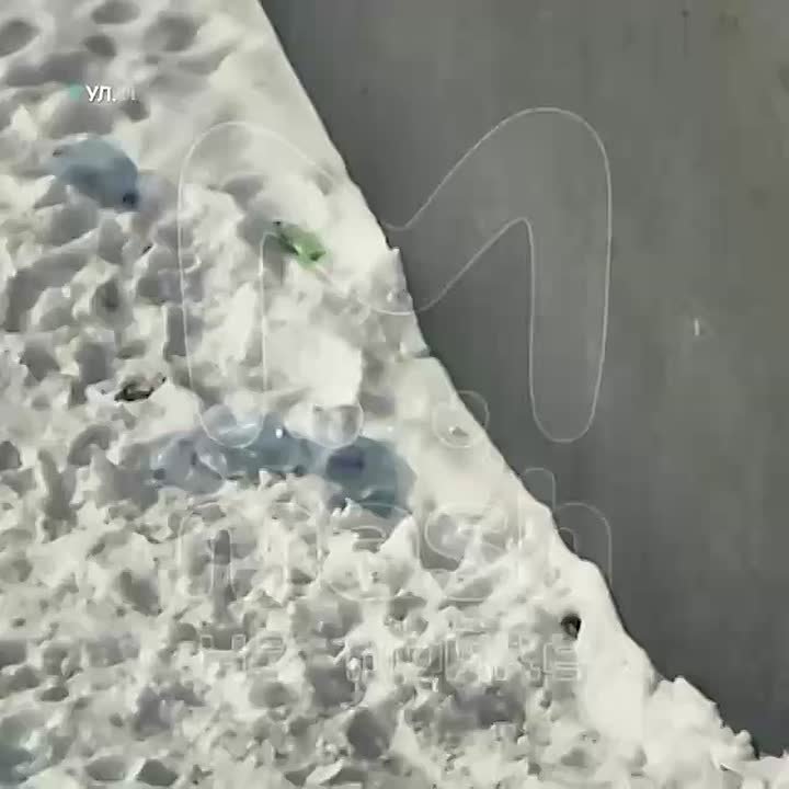 Субботней милости в ленту: у гипермаркета на улице Германа поселилась настоящая городская знаменитость — махотусенькая ласка