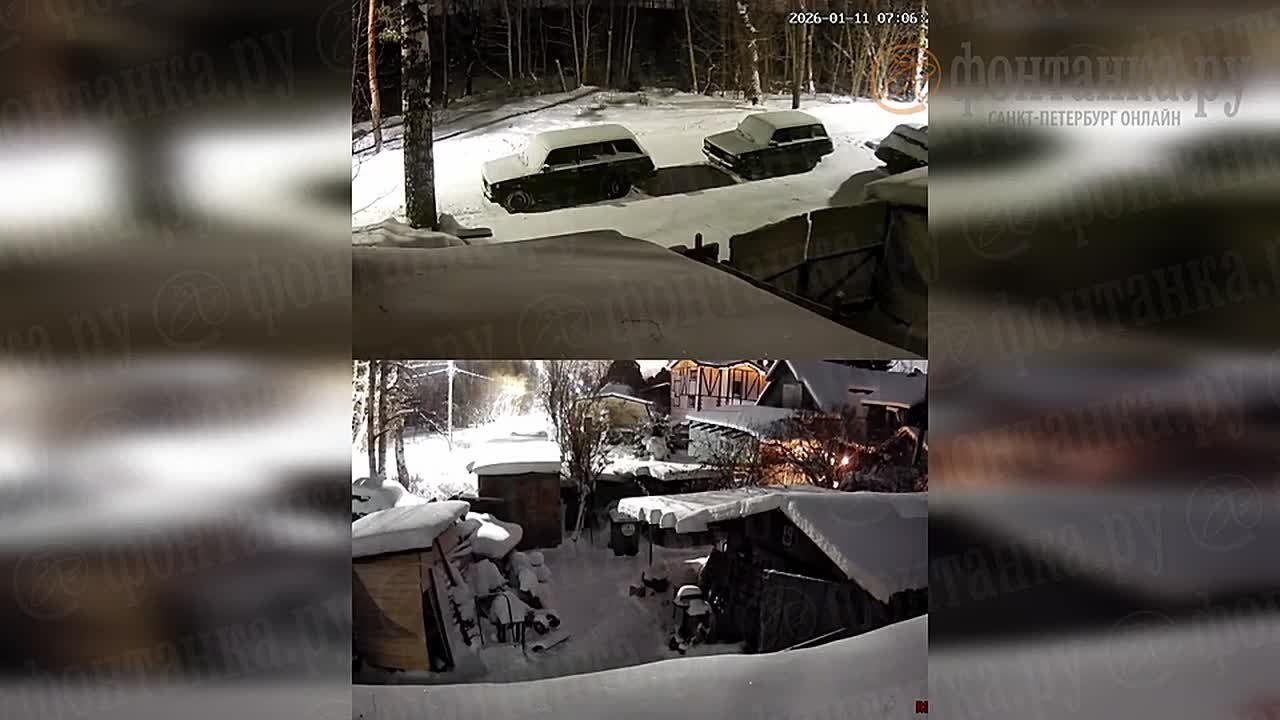 Кабаны распоясались на севере Петербурга