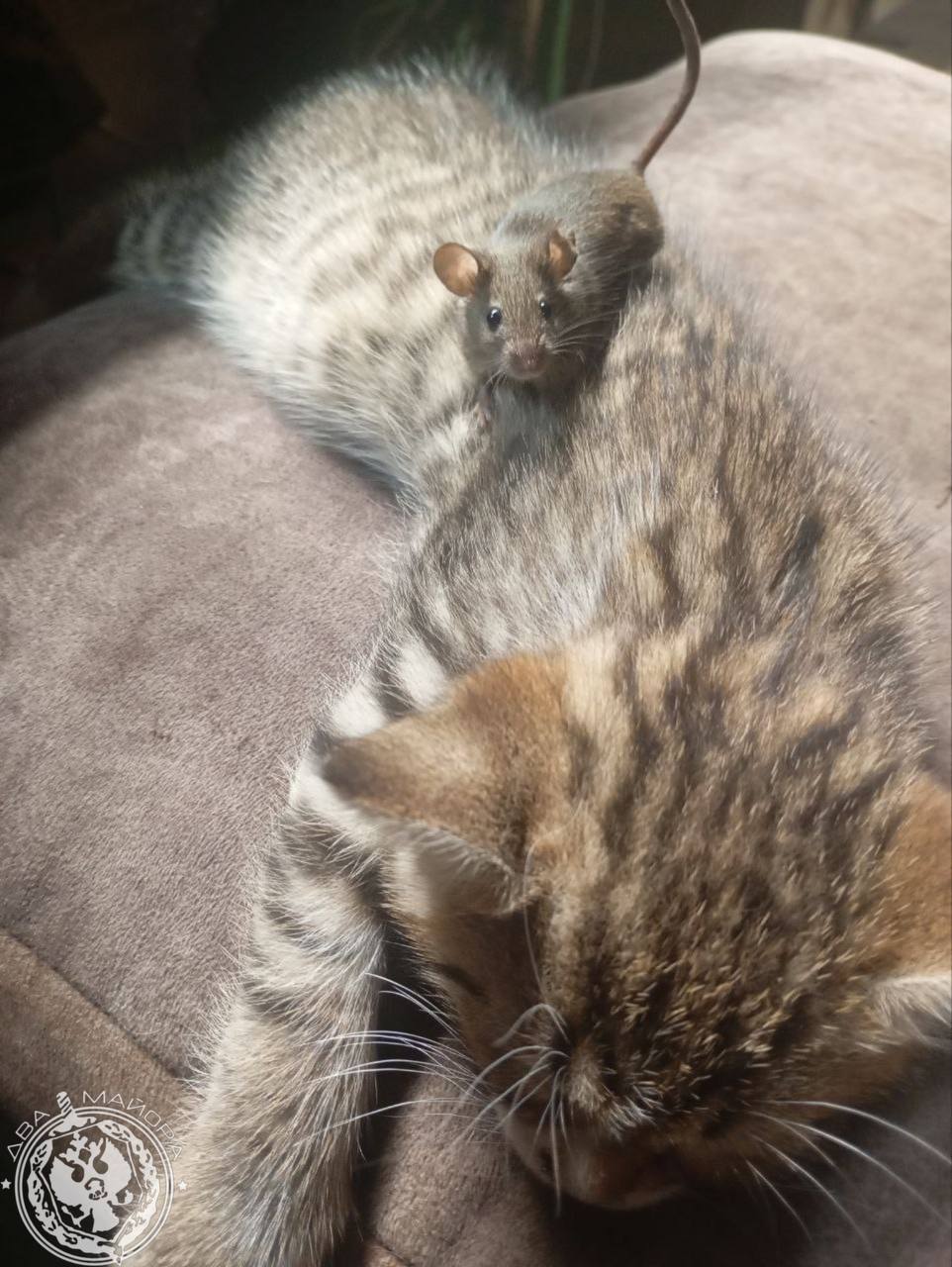 Два майора: Уж очень нам эта фотография фронтового кота понравилась