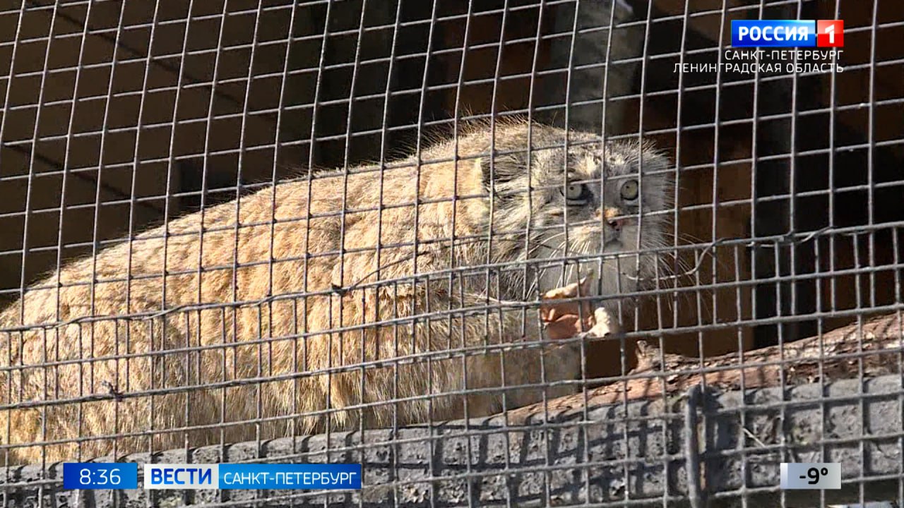 Ленинградский зоопарк сегодня будет закрыт для посетителей