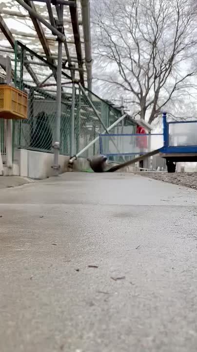 ������ ����������: ��� ��� ����� ���������� �������� � ����� �������� �������������