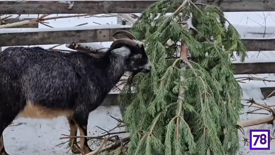 ����� ��� ����, ��� ��� ��� ���������: ����������� ������� ����� ����������� ����������