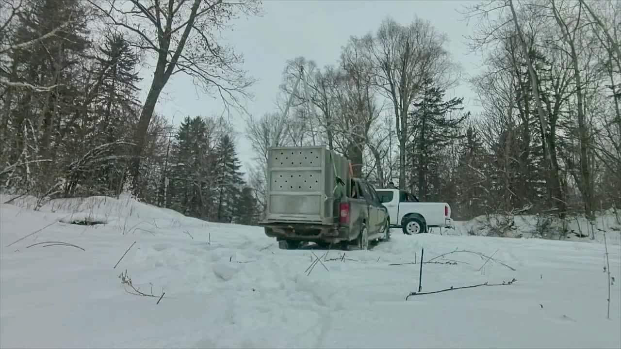 Олег Царёв: Амурский тигр на свободе — одного из самых редких хищников планеты выпускают в тайгу, отвезли на удалённый участок, подальше от населенных пунктов