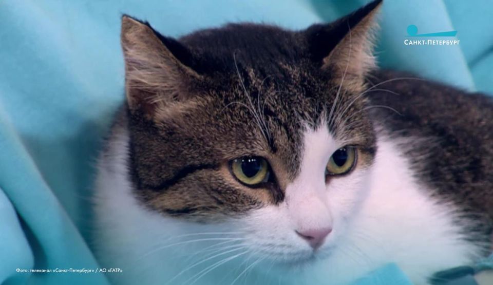 Кошки из России возглавили мировой рейтинг лучших выставочных кошек старшего возраста