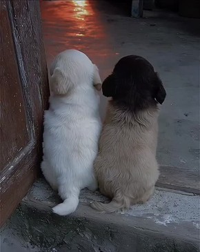 ��������� ����, ������!. ������