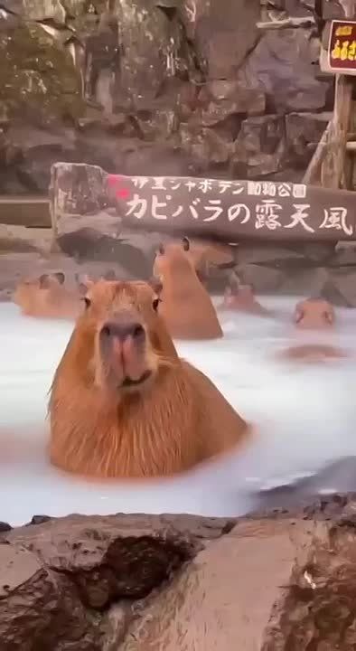 Будьте в этом окончательно наступившем новом году такими же невозмутимыми, как эта капибара