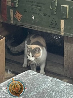 Два майора: Брянский рубеж. Боец отработал кормежку