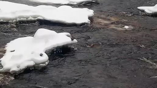 Жителям Ленобласти рассказали о правилах подкормки зимующих птиц