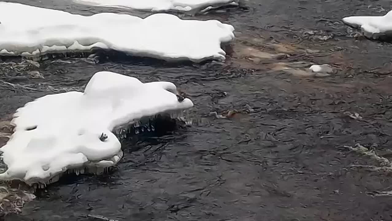 Жителям Ленобласти рассказали о правилах подкормки зимующих птиц