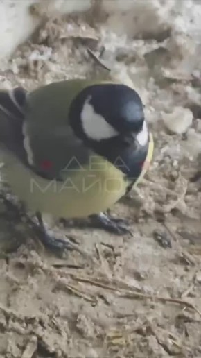 Два майора Два майора в МАХ