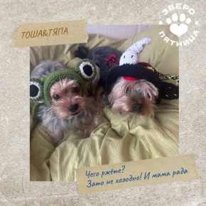 ������ � ���� ���� ������� ������ ��������, � ��� �� ��� (� ���) �����������