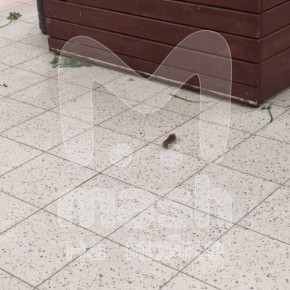 ����� (� ��������) ����� � "�����" �� ���������� � �� ����� �� ����������