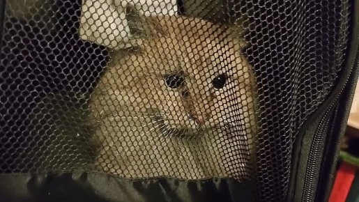 ���� �� �������� ������ � �����-���������� ������ ����� 17 ����