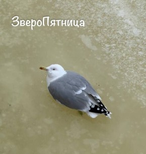 �� ���� ����� ������� �����, �������� � ��