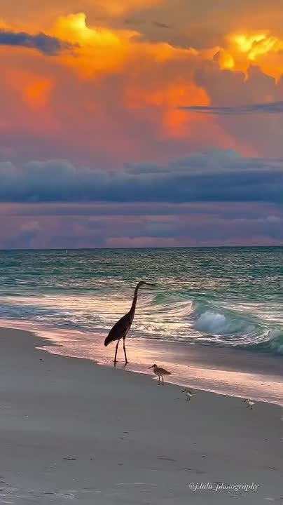 Спокойной ночи, друзья!. ——————