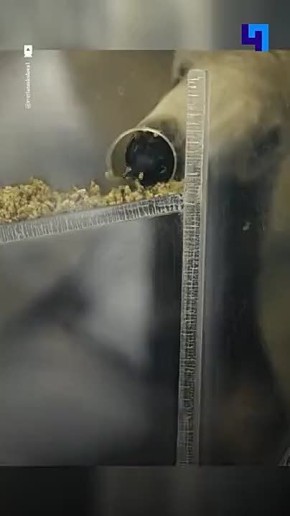 � ���������� �������� ��������� ����������������� ����� ��� ����������