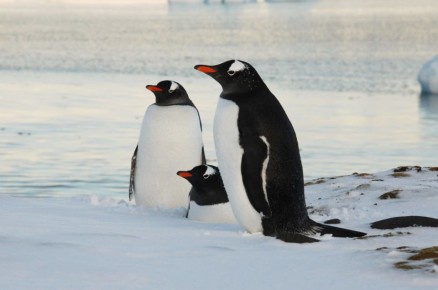 ���� ��������������� � ���������