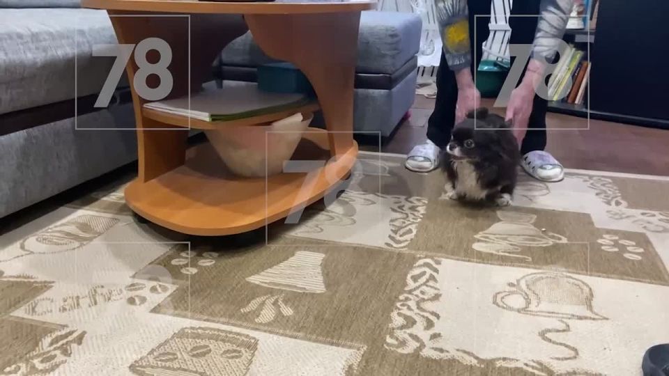 Собаку Раду вернули хозяйке после публикации