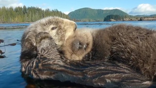 ��������� ����, ������!. ������