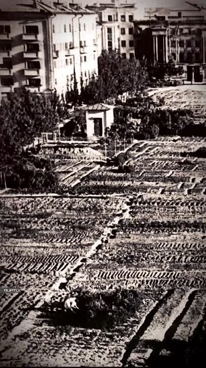 Выжить любой ценой: Как в блокадном Ленинграде люди выращивали себе еду