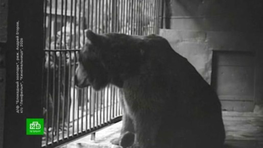 На «Ленфильме» сегодня представят премьерную ленту Андрея Егорова «Блокадный зоопарк»