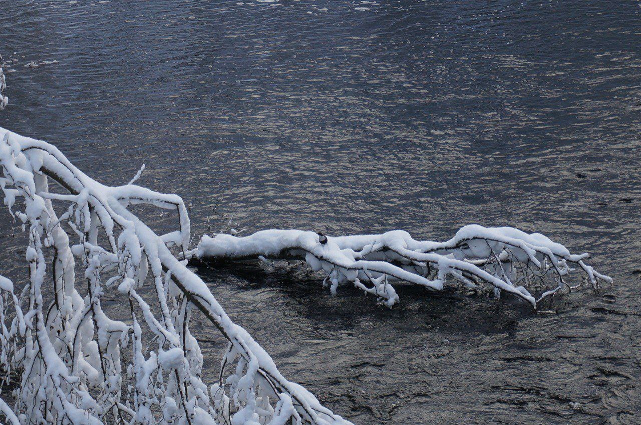 Гладышевский заказник укрыло белоснежным одеялом