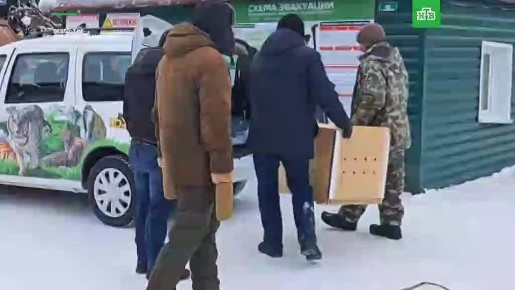 В Ленинградский зоопарк приехала невеста для манула Шу