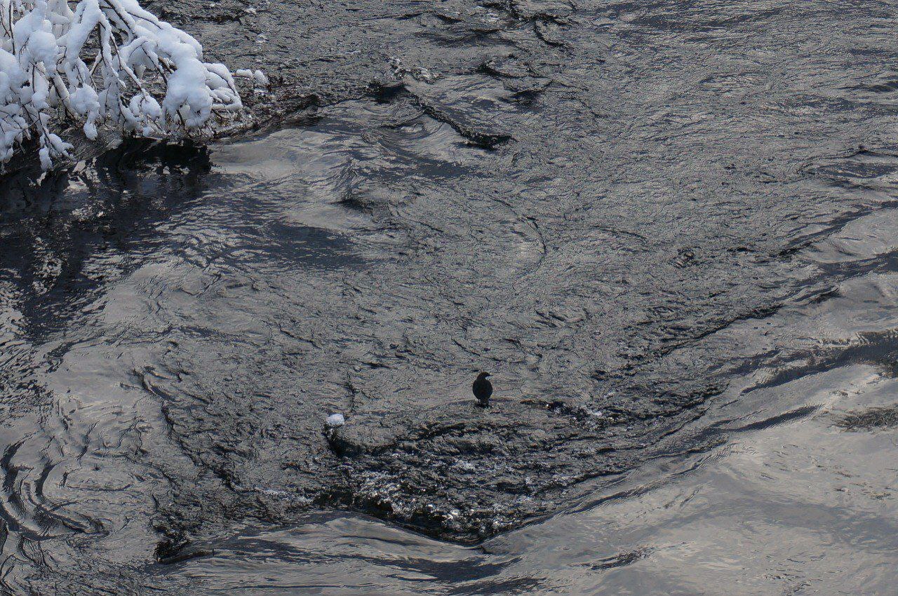 Гладышевский заказник укрыло белоснежным одеялом Гладышевский заказник укрыло белоснежным одеялом