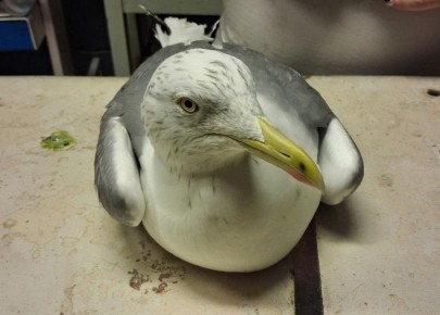 � ������ ���������� ����������� ������� �������� �������� � ���������� � ����������