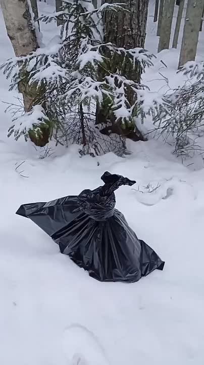 В лесу в Сосновом Бору нашли щенков, выброшенных в мусорном пакете на мороз