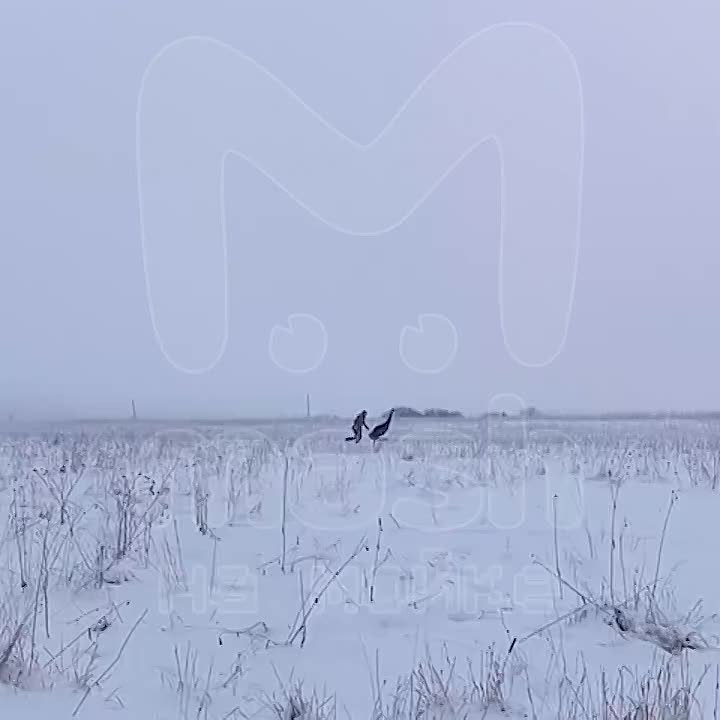 Эх, Настя, тебе бы лыжи сейчас!