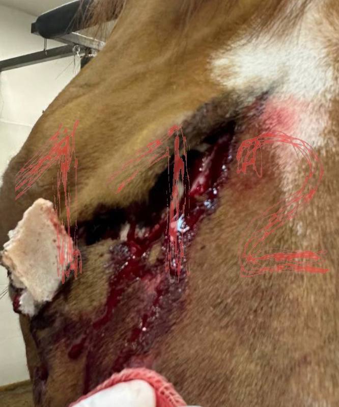 Истязали лошадь: Дочь "экстрасенса" Ольги Якубович жестоко обращалась с животными Истязали лошадь: Дочь "экстрасенса" Ольги Якубович жестоко обращалась с животными