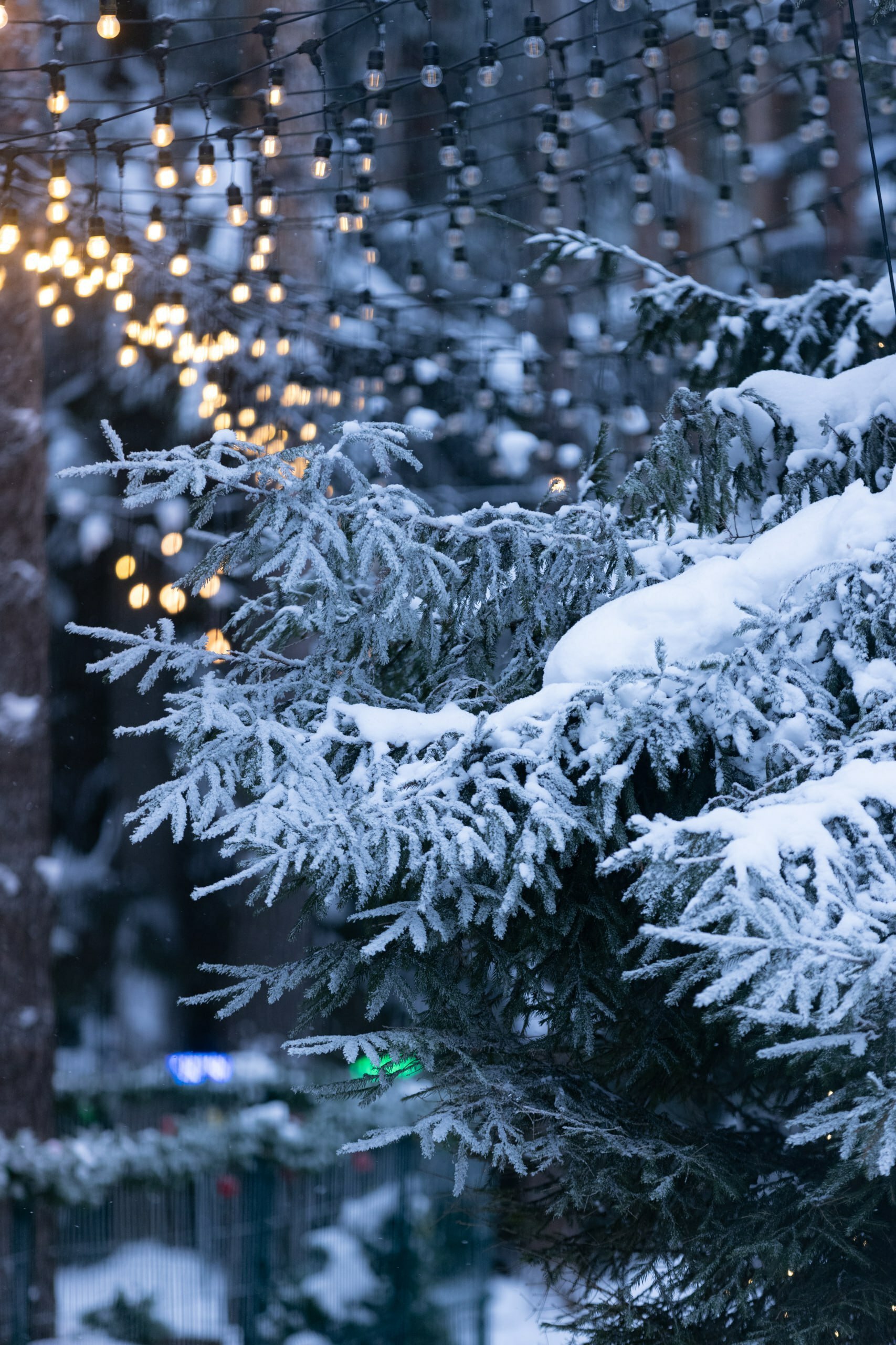Долгие морозы и внезапные потепления с туманами подарили Мистолово сказочные зимние пейзажи Долгие морозы и внезапные потепления с туманами подарили Мистолово сказочные зимние пейзажи