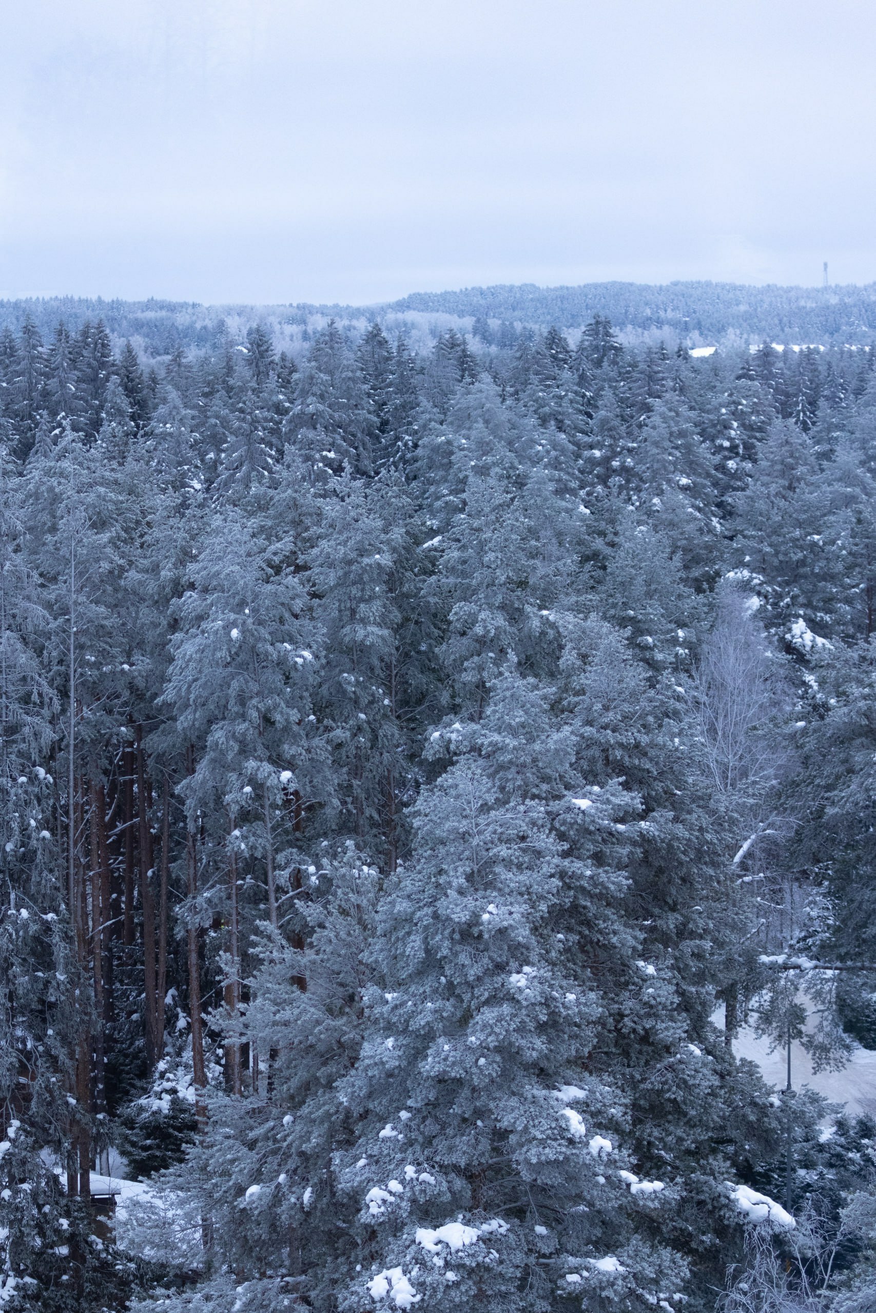 Долгие морозы и внезапные потепления с туманами подарили Мистолово сказочные зимние пейзажи Долгие морозы и внезапные потепления с туманами подарили Мистолово сказочные зимние пейзажи
