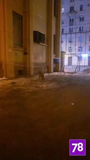 Спустя долгое время в городе вновь замечена Патрикеевна