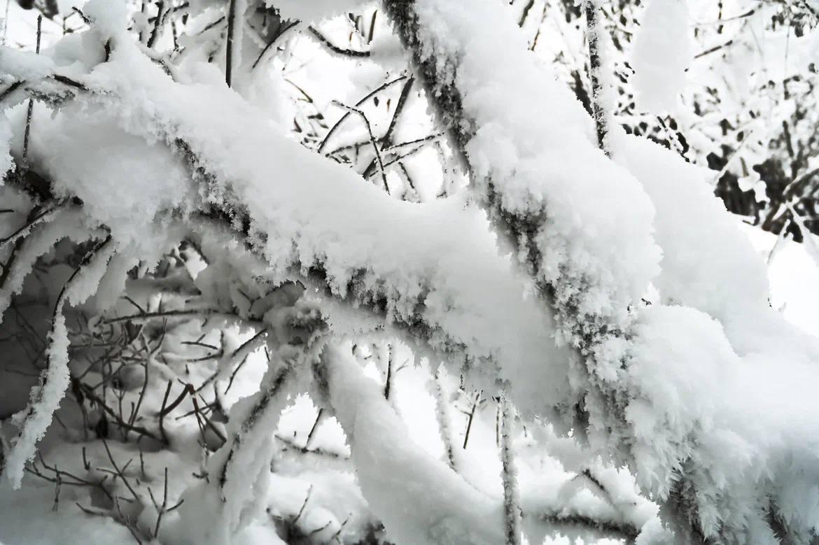 Александр Дрозденко поделился снимками зимней природы Тосненского района Александр Дрозденко поделился снимками зимней природы Тосненского района