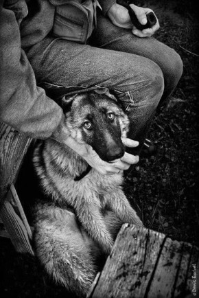 Олег Царёв: Дипломатия состоит в том, чтобы гладить собаку до тех пор, пока намордник не будет готов
